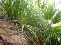 Mapania floribunda
