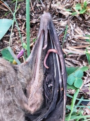 Rousettus aegyptiacus