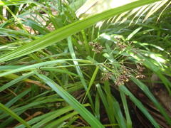Mapania floribunda