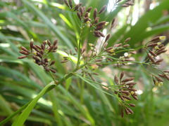 Mapania floribunda
