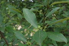 Populus maximowiczii