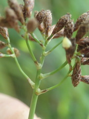 Mapania floribunda