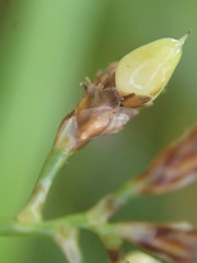 Mapania floribunda