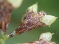Mapania floribunda