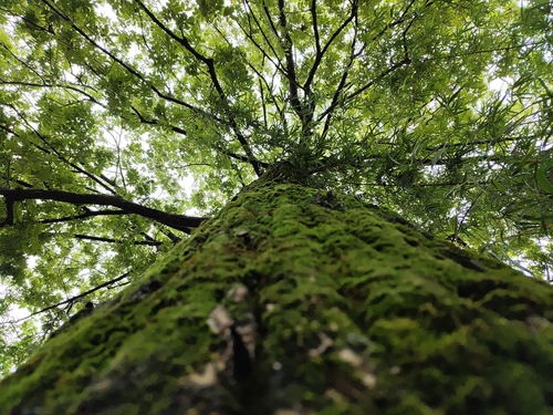 chinese wingnut