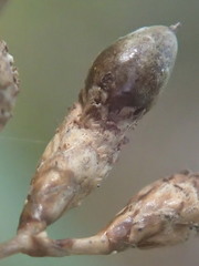 Mapania floribunda