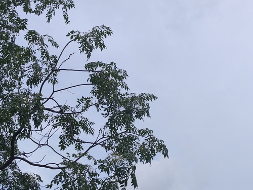 Chinaberry