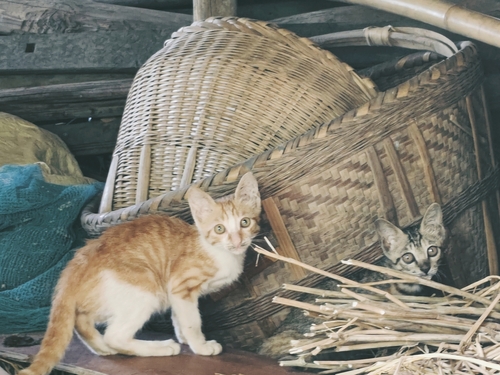 Domestic Cat