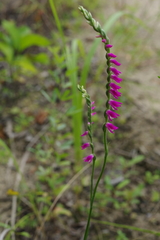 Spiranthes australis