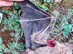 Rousettus aegyptiacus