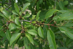 Rhamnus davurica