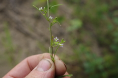 Dontostemon intermedius