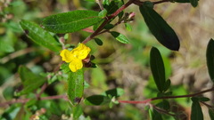 Crocanthemum canadense