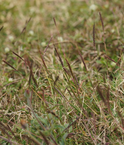 Dichanthium caricosum observed 2025-02-11