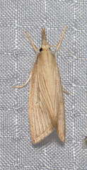 Diatraea evanescens