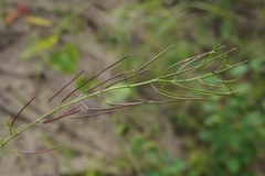 Dontostemon intermedius