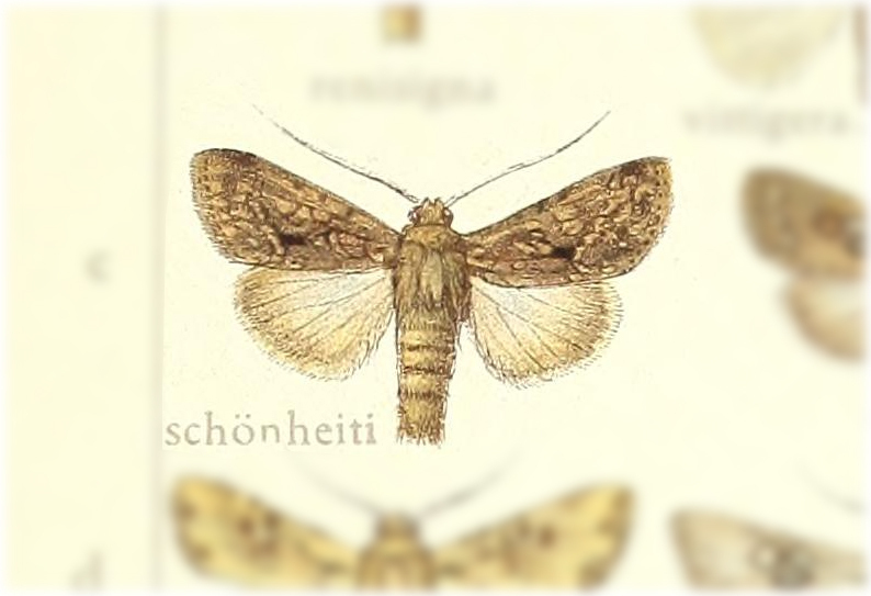 Saalmuellerana schoenheiti