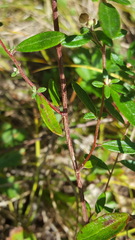 Crocanthemum canadense