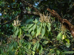 Colebrookea oppositifolia