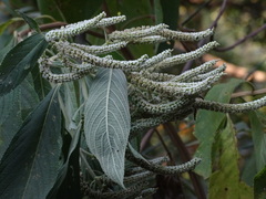 Colebrookea oppositifolia