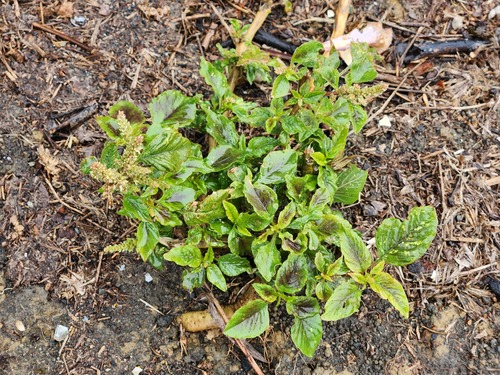 Amaranthus tricolor, photograph 3