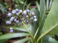 Psychotria pervillei
