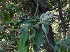 Colebrookea oppositifolia