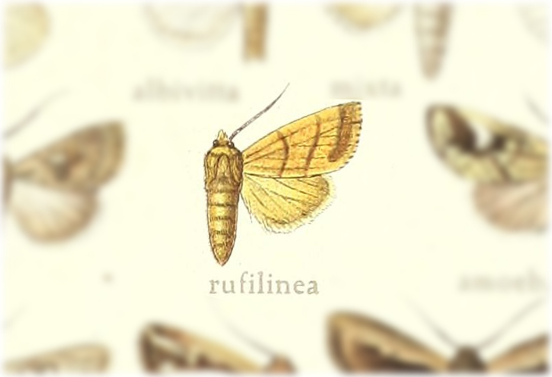 Chabuata rufilinea
