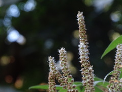 Colebrookea oppositifolia