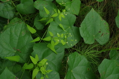 Rubia cordifolia
