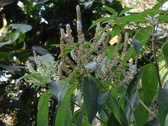 Colebrookea oppositifolia