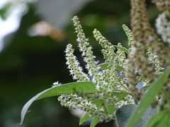 Colebrookea oppositifolia