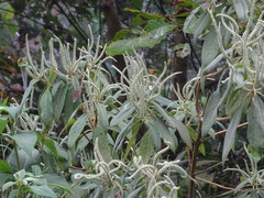 Colebrookea oppositifolia