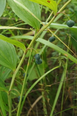 Polygonatum odoratum