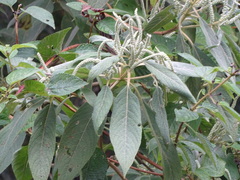 Colebrookea oppositifolia