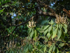 Colebrookea oppositifolia