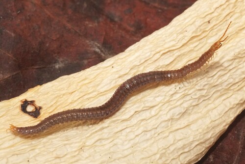 Representative image of Geophilus carpophagus