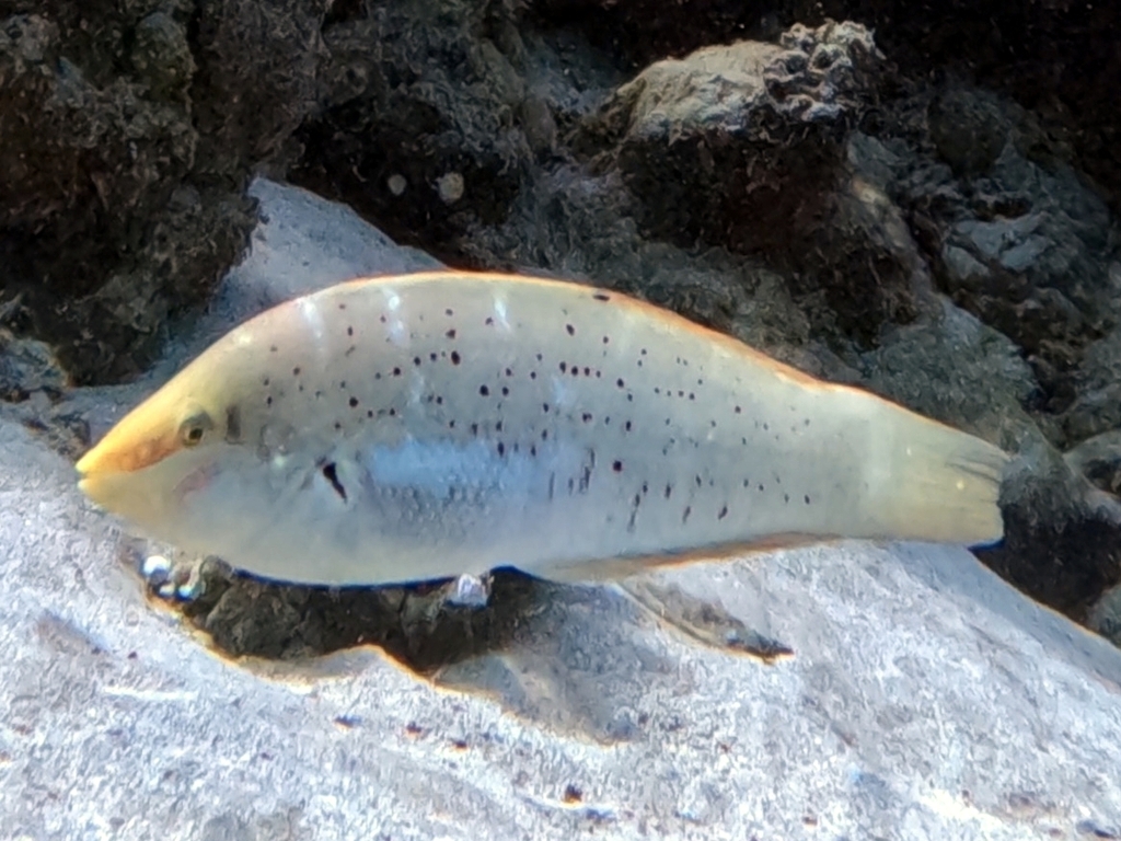 Dapple coris (Coris variegata) — Labridae
