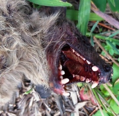 Rousettus aegyptiacus