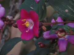 Andesanthus