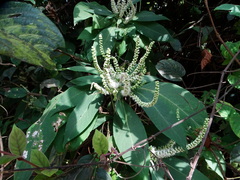 Colebrookea oppositifolia