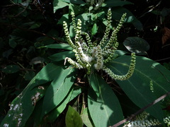Colebrookea oppositifolia