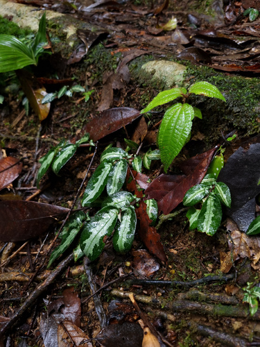 Argostemma hookeri