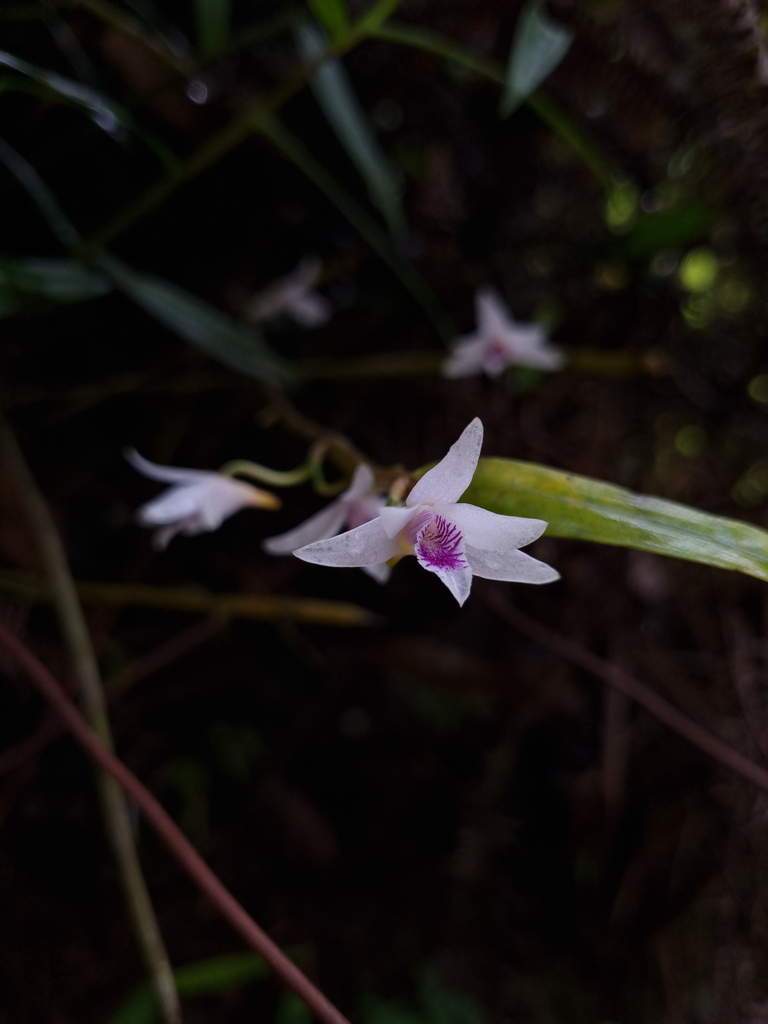 Dendrobium metrium Kraenzl. 3