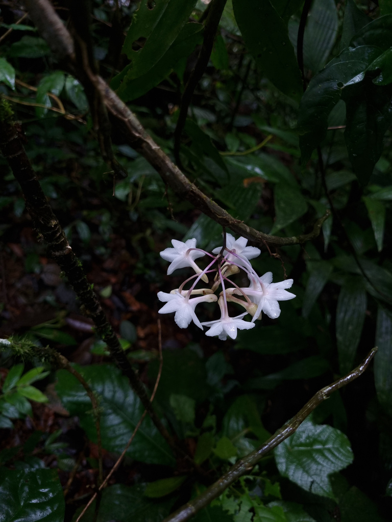 Dendrobium foxii Ridl. 2