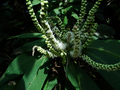 Colebrookea oppositifolia