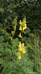 Linaria vulgaris