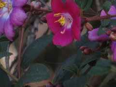 Andesanthus
