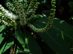 Colebrookea oppositifolia