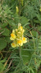 Linaria vulgaris